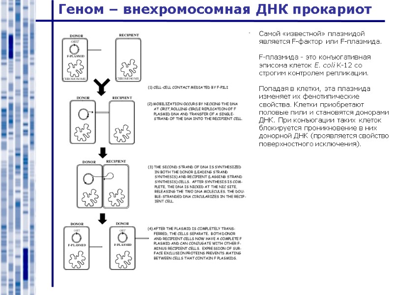 Геном – внехромосомная ДНК прокариот Самой «известной» плазмидой является F-фактор или F-плазмида.  F-плазмида